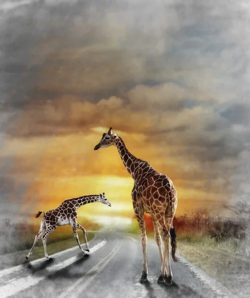 Wandbilder mit Giraffe-Motiv auf Leinwand günstig | ab 24,95€ kaufen