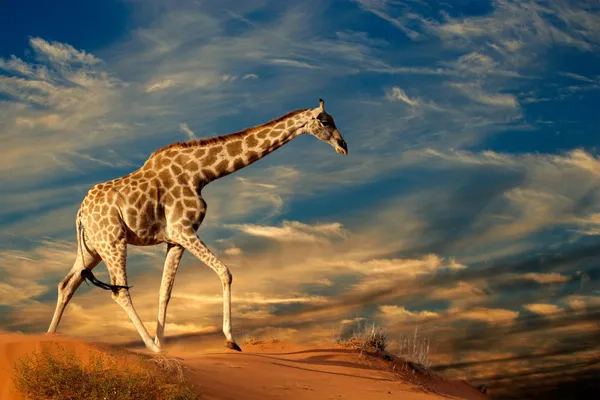 kaufen Wandbilder mit ab | günstig 24,95€ Giraffe-Motiv auf Leinwand